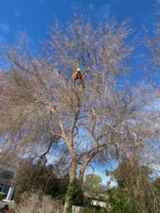 Tree Removal Service in California